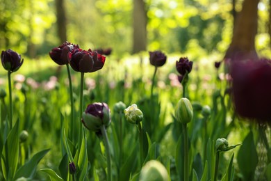 Photo of Beautiful dark red tulips growing outdoors on sunny day