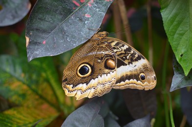 Photo of Beautiful yellow-edged giant owl butterfly on plant outdoors, closeup