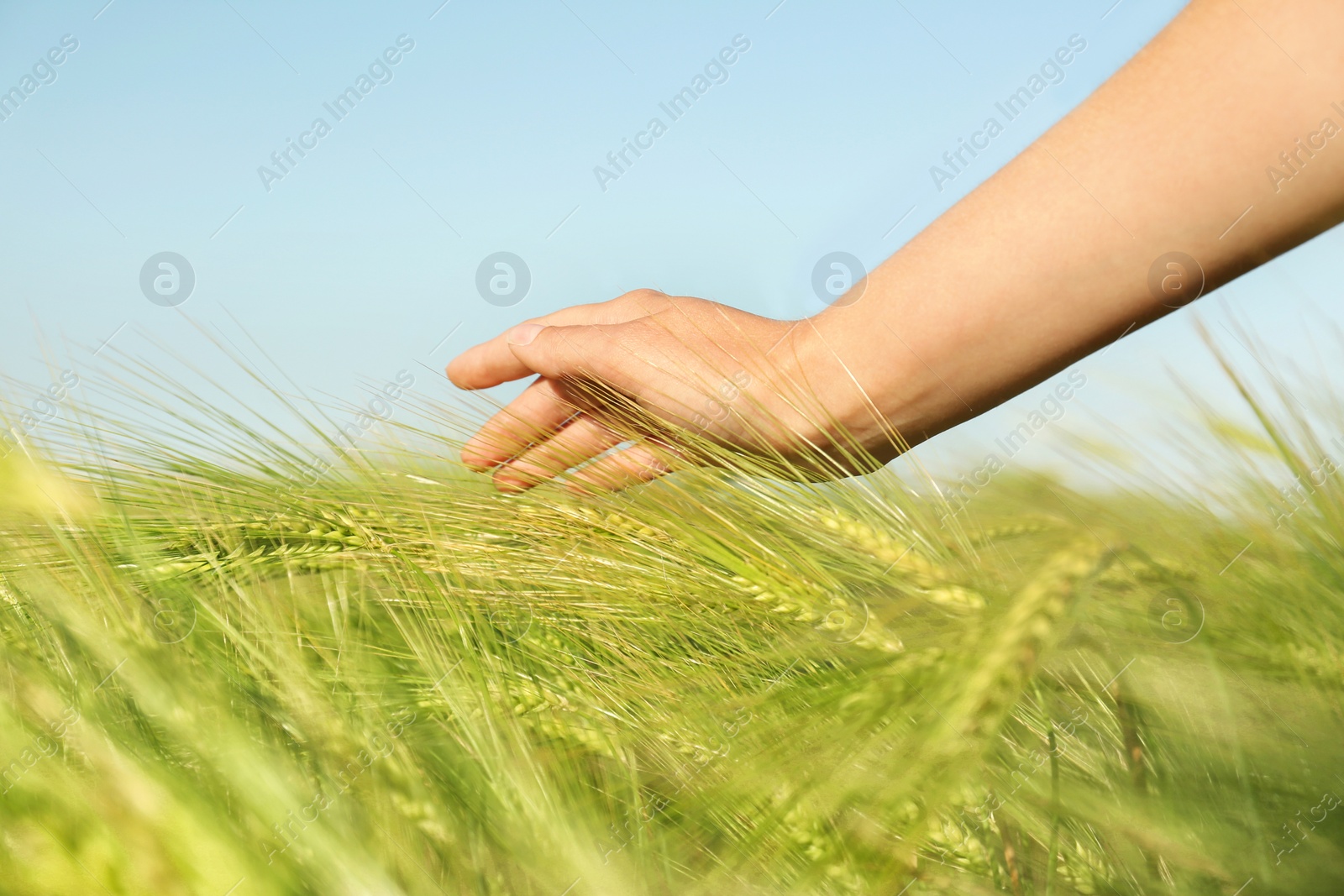 Photo of Woman in wheat field on sunny summer day, closeup on hand. Amazing nature