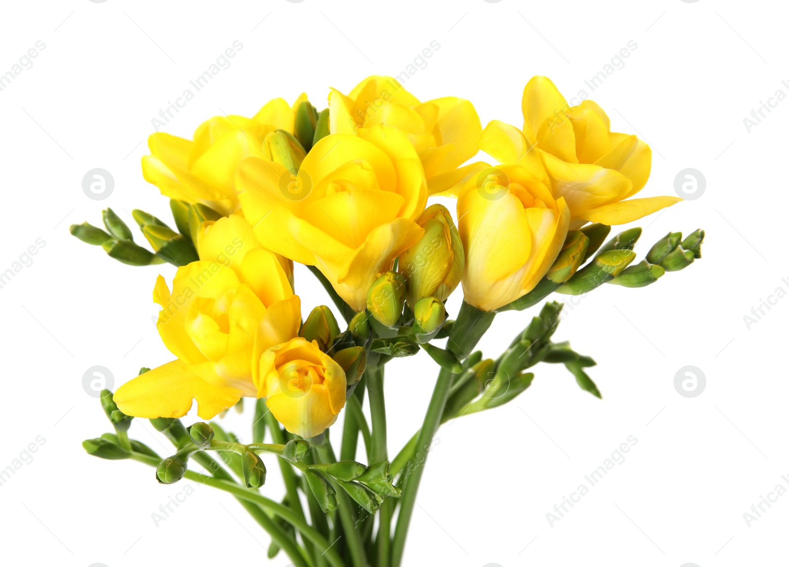 Photo of Bouquet of fresh freesia flowers isolated on white