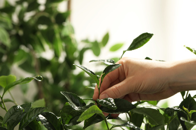 Photo of Farmer picking green tea leaves against light background, closeup