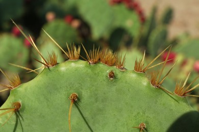 Beautiful prickly pear cactus growing outdoors on sunny day, closeup. Space for text