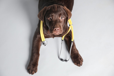 Photo of Cute Labrador dog with stethoscope as veterinarian on white background, above view