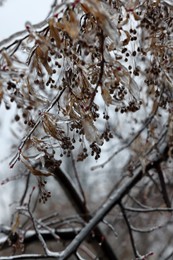 Photo of Tree branches with seeds in ice glaze outdoors on winter day, closeup
