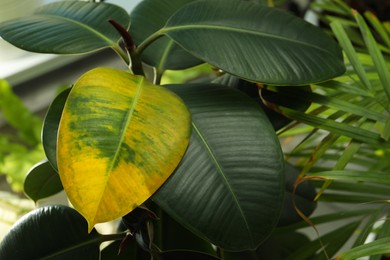 Houseplant with leaf blight disease, closeup view