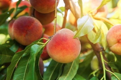 Photo of Ripe peaches on tree branch in garden, closeup