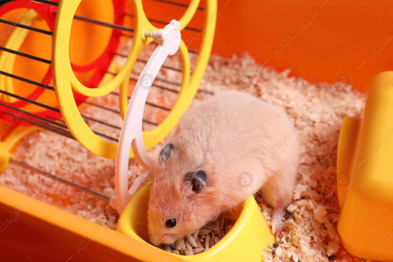 Photo of Cute little hamster eating seeds, closeup view