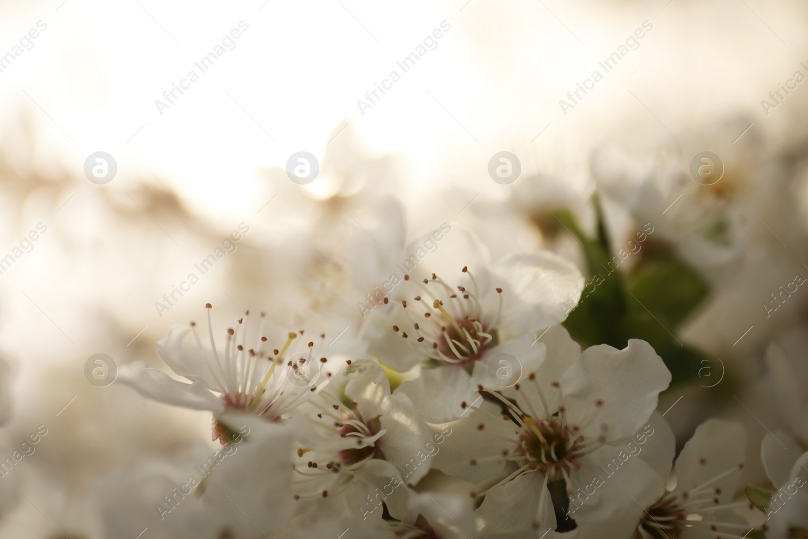 Photo of Closeup view of blossoming tree outdoors on spring day