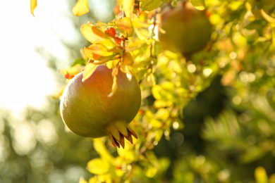 Photo of Pomegranate tree with ripening fruits outdoors on sunny day, closeup