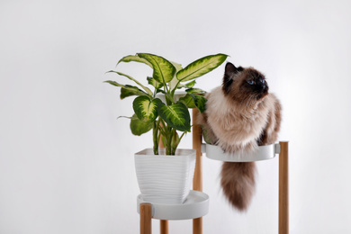 Photo of Cute Balinese cat on plant stand near white wall at home. Fluffy pet