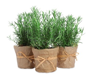 Photo of Aromatic green rosemary in pots on white background