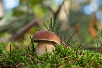 Porcini mushroom growing in forest, closeup view