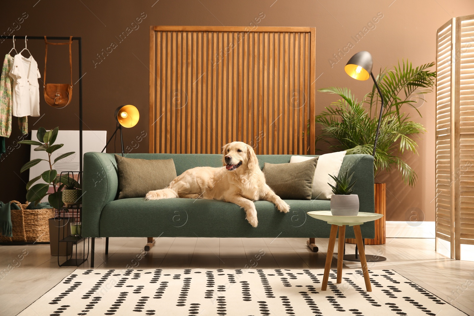 Photo of Modern living room interior. Cute Golden Labrador Retriever on couch