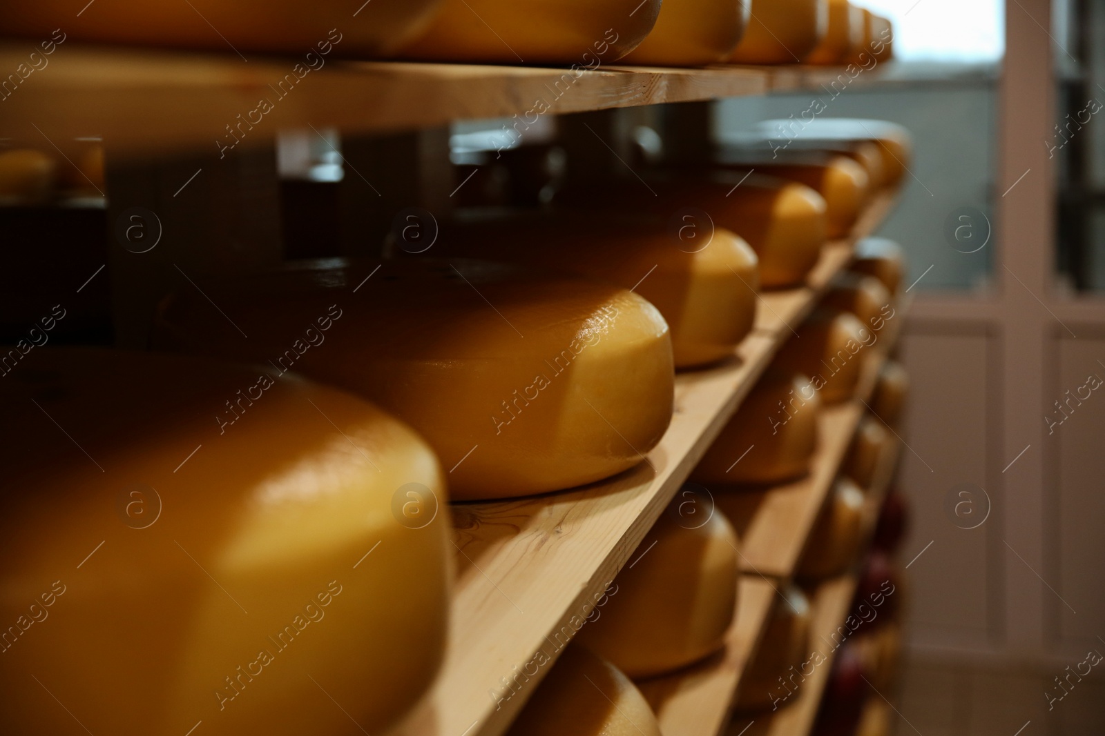 Photo of Fresh cheese heads on rack in factory warehouse