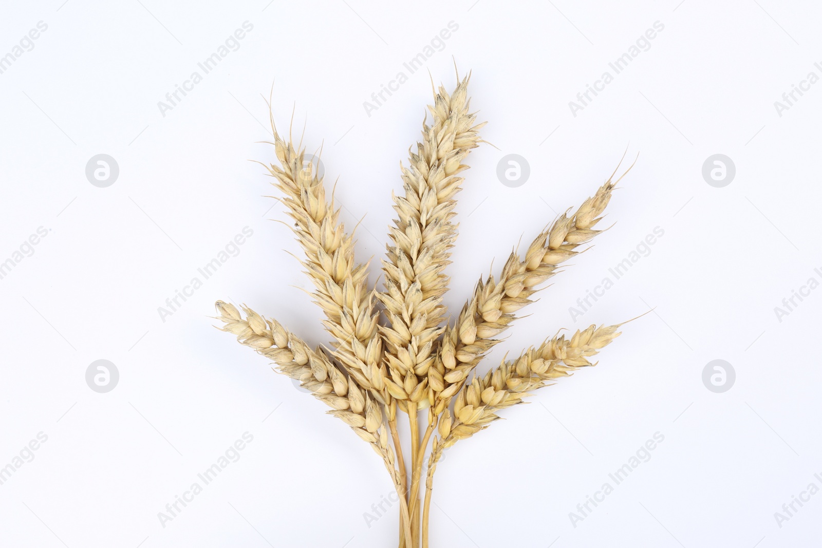 Photo of Ears of wheat on white background, top view