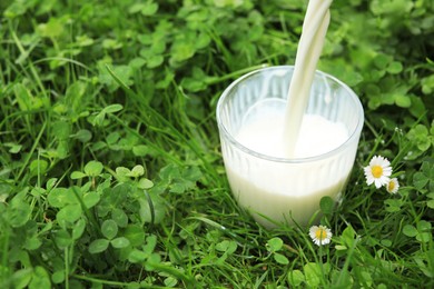 Pouring fresh milk into glass on green grass outdoors, closeup. Space for text