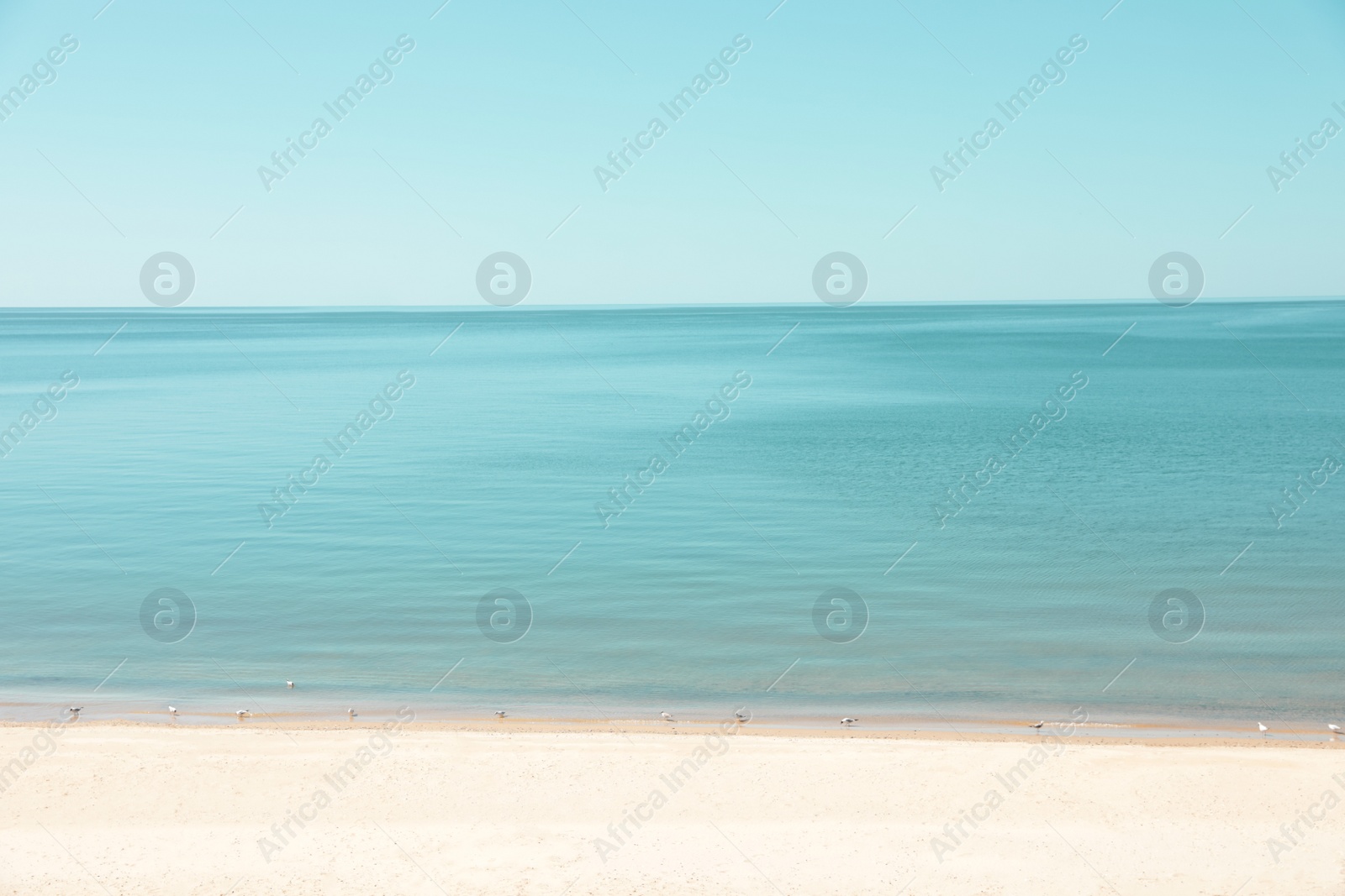Photo of Aerial view of beautiful beach with seagulls on sunny day