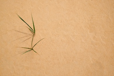 Photo of Green grass growing in sandy desert, flat lay. Space for text