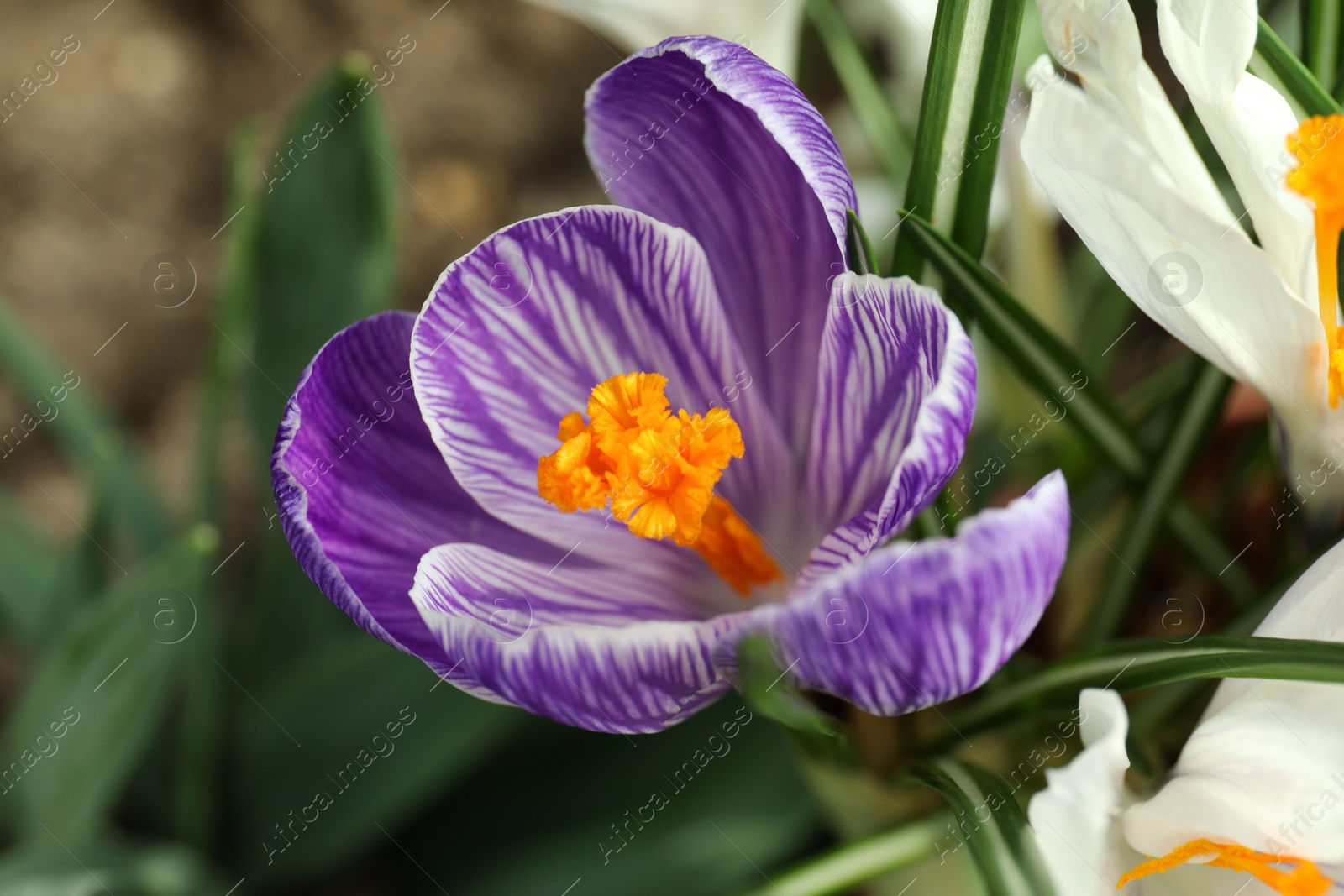 Photo of Beautiful crocus flower in garden, closeup. Spring season