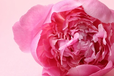 Fragrant peony on color background, closeup view. Beautiful spring flower