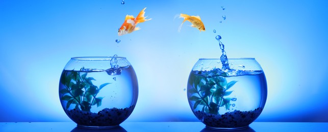 Image of Two fish changing homes. Goldfish jumping from glass fish bowl into another one on blue background