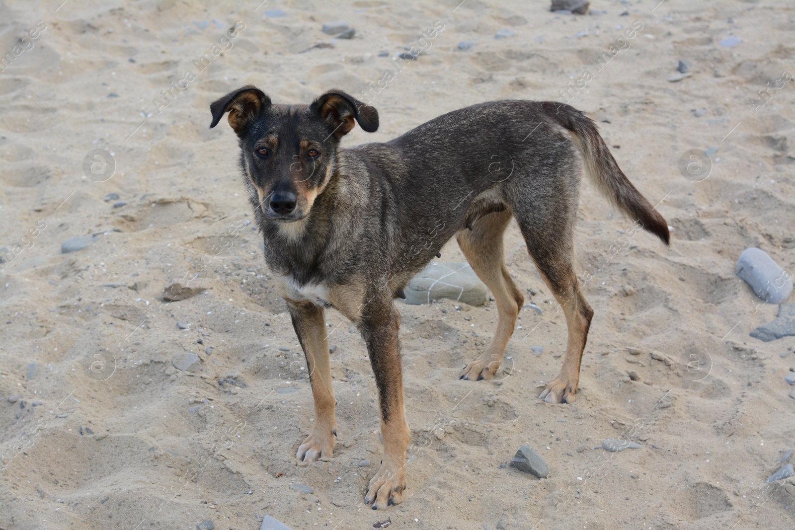 Photo of Lonely stray dog on sandy beach. Homeless pet