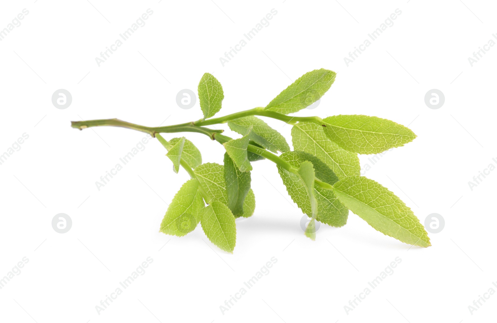 Photo of Bilberry branch with fresh green leaves isolated on white