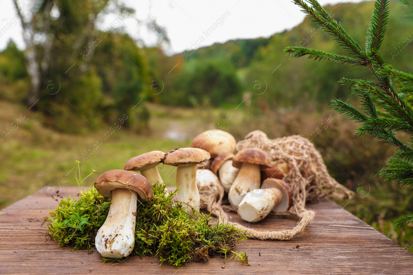 Photo of String bag and fresh wild mushrooms on wooden table outdoors