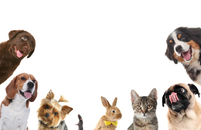 Image of Set with different cute pets on white background