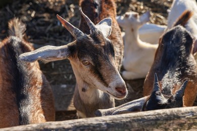 Photo of Cute goats inside of paddock at farm