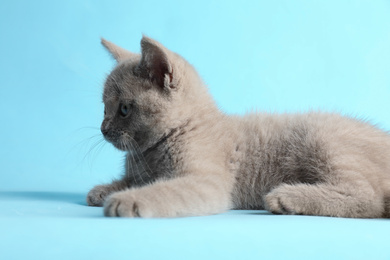 Photo of Scottish straight baby cat lying on light blue background