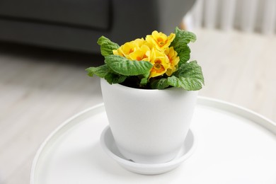 Beautiful primrose plant in flower pot on white table indoors