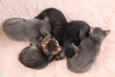 Photo of Cute fluffy kittens on faux fur, top view. Baby animals