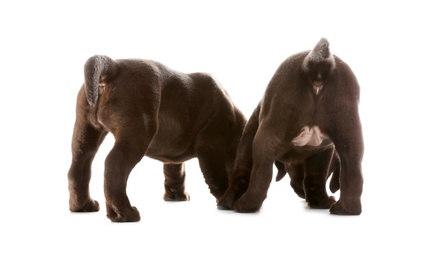 Chocolate Labrador Retriever puppies on white background