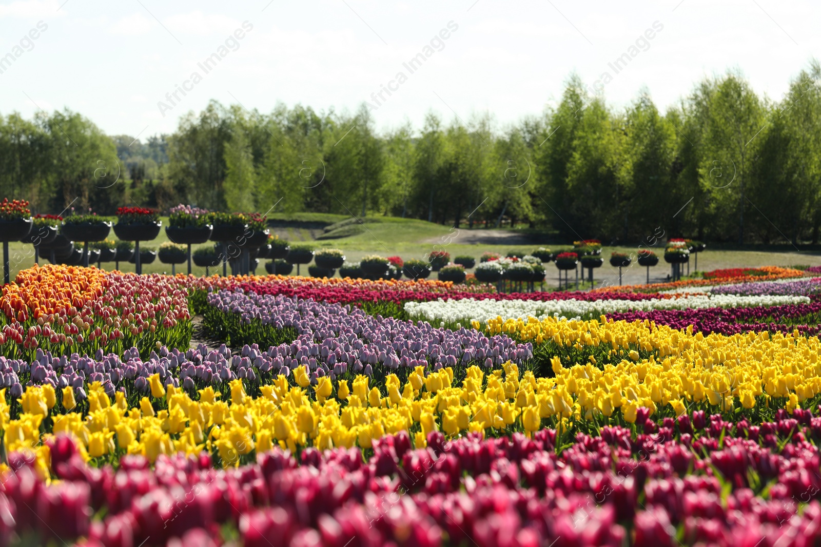 Photo of Beautiful view of field with blossoming tulips on sunny day