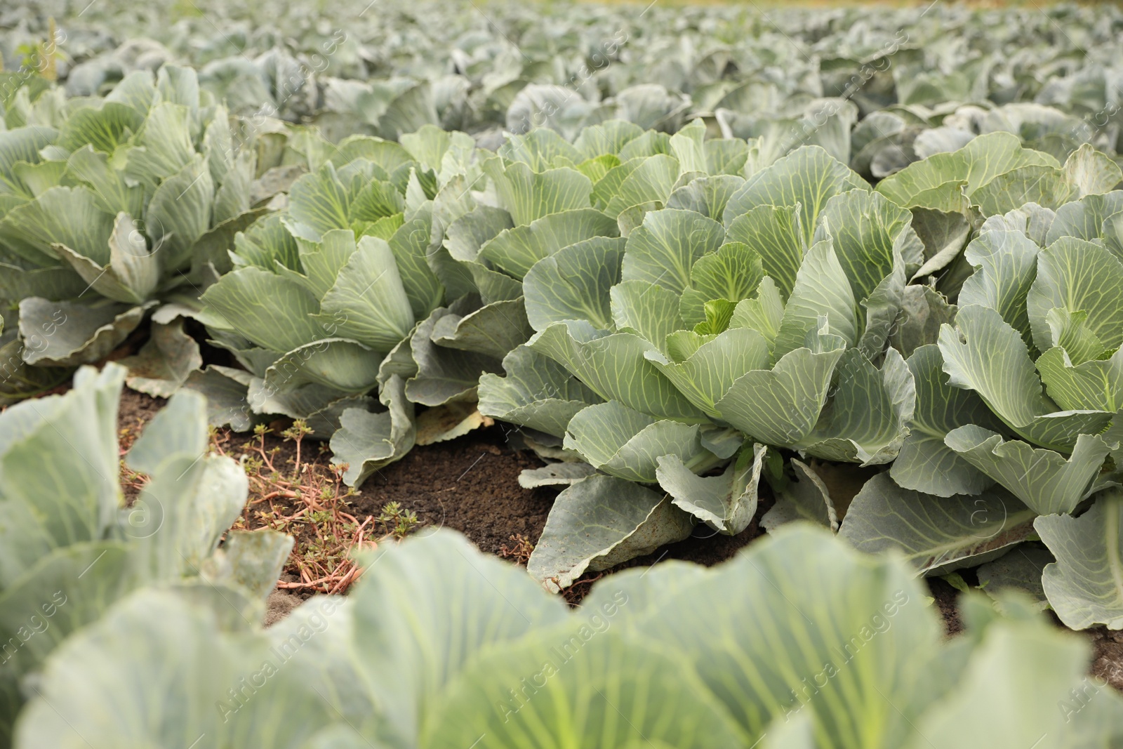 Photo of Green cabbage bushes in field. Harvesting time