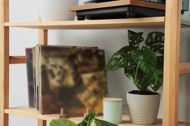 Photo of Beautiful houseplant and vinyl records on wooden shelving unit near light wall