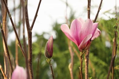 Photo of Closeup view of beautiful blooming magnolia tree outdoors