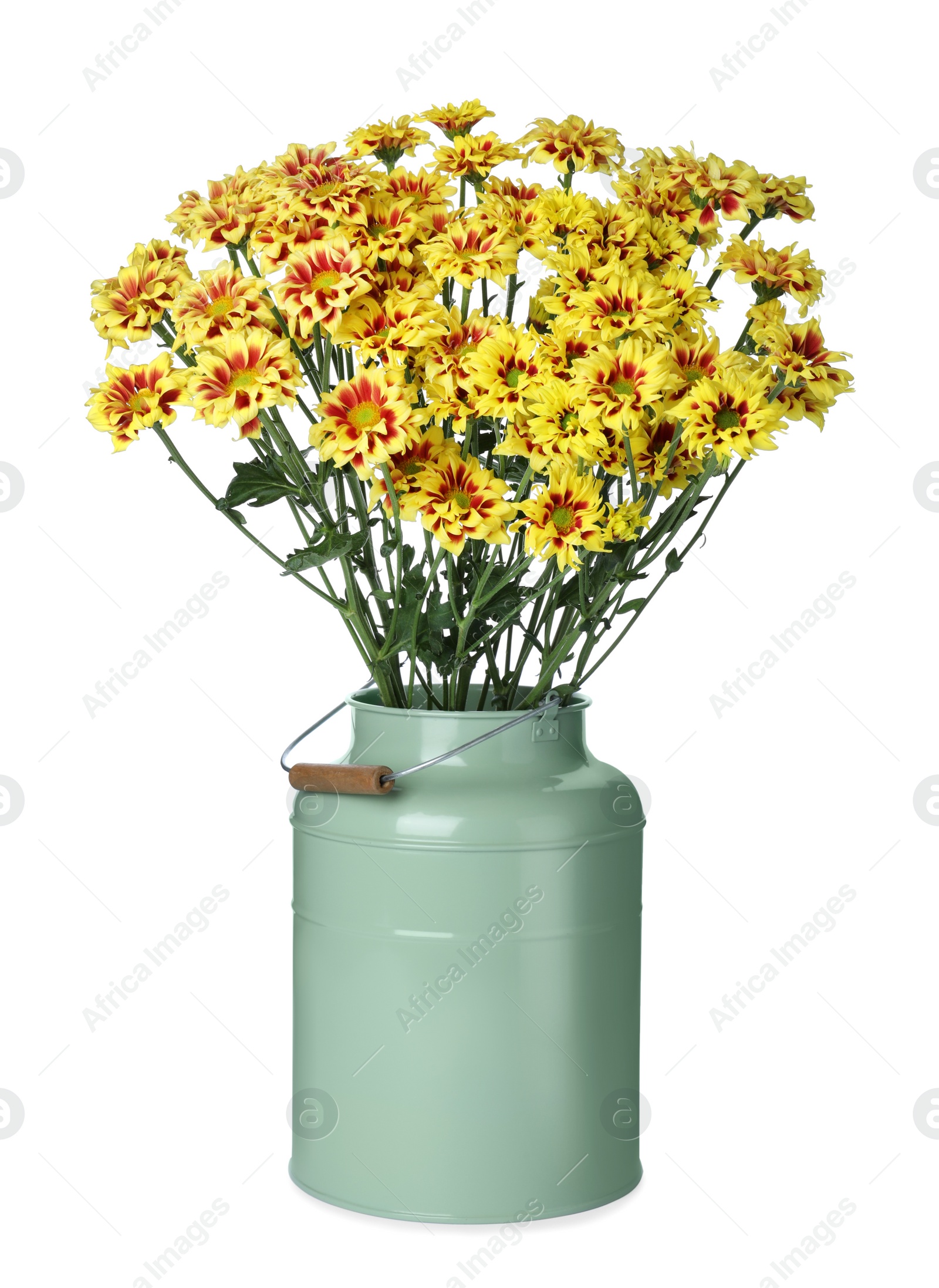 Photo of Vase with beautiful chrysanthemum flowers isolated on white