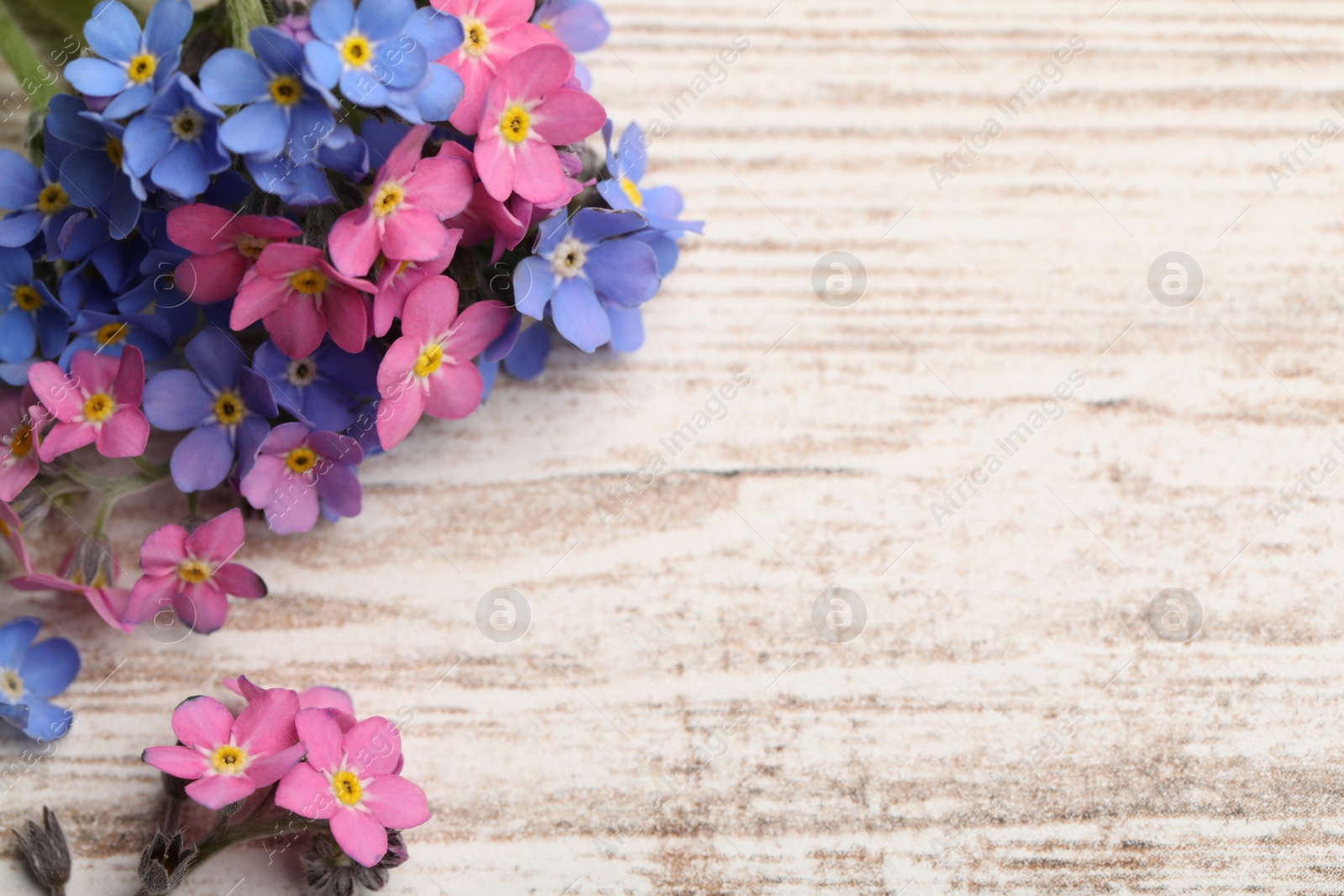 Photo of Beautiful Forget-me-not flowers on white wooden table, above view. Space for text