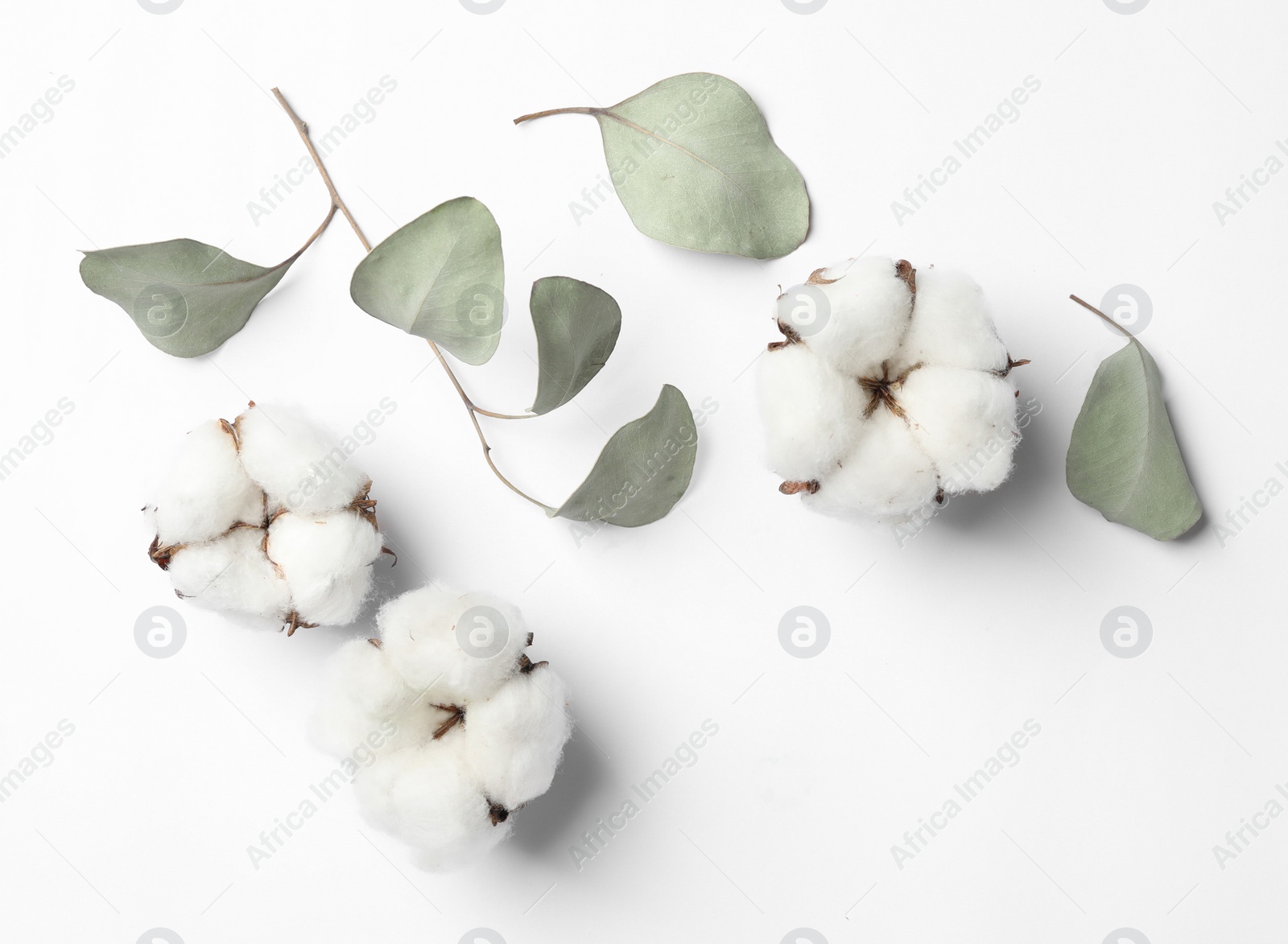 Photo of Composition with cotton flowers on white background, top view