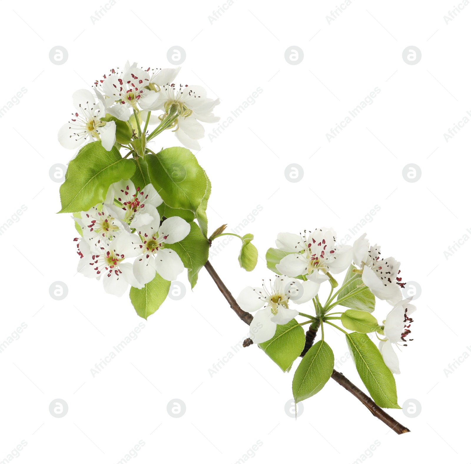 Photo of Beautiful blossoming pear tree branch with flowers on white background