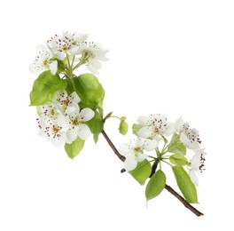 Beautiful blossoming pear tree branch with flowers on white background