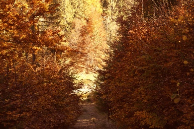 Photo of Picturesque landscape with autumn forest on sunny day