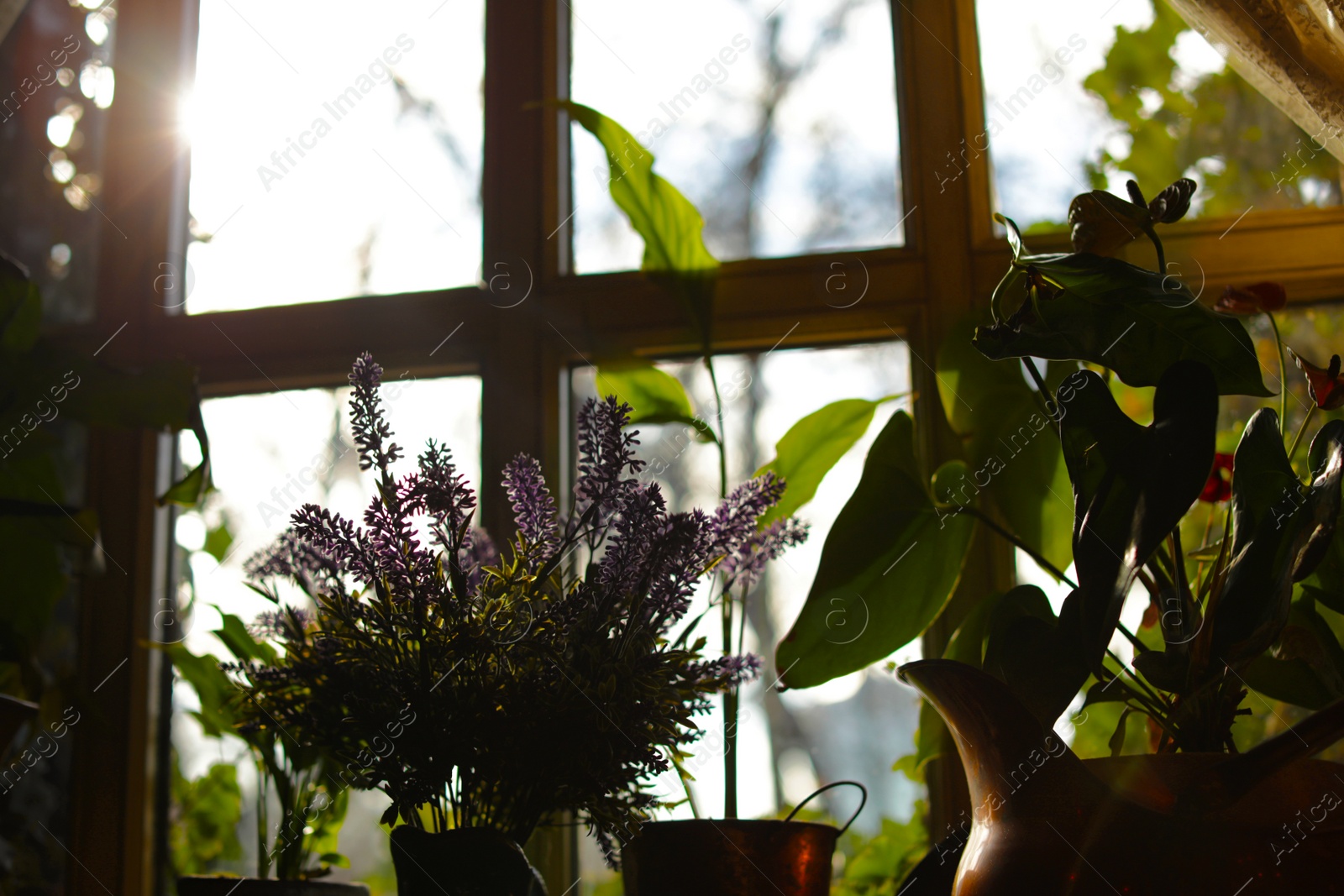 Photo of Beautiful view of sunlit houseplants on window sill