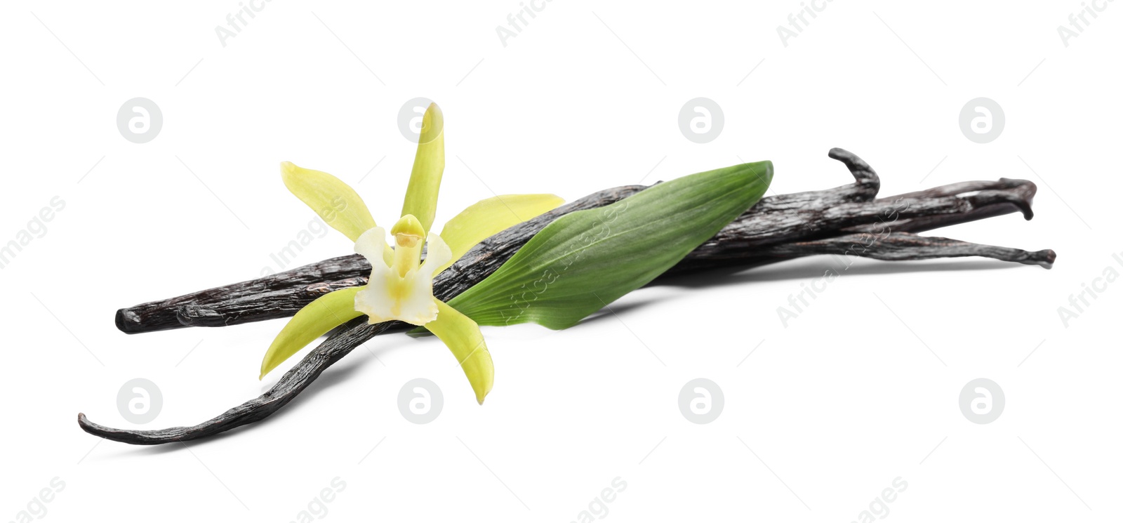 Photo of Vanilla pods, beautiful flower and green leaf isolated on white