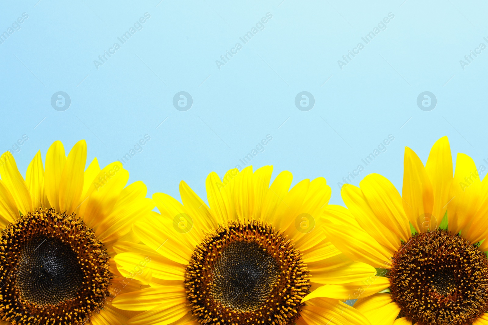 Photo of Beautiful bright sunflowers on color background, top view