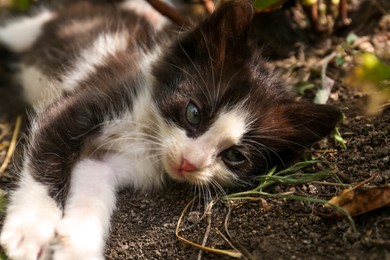 Photo of Cute fluffy cat resting at backyard outdoors, closeup