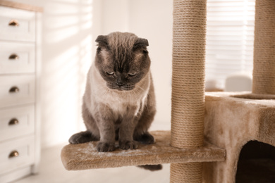 Cute Scottish fold on cat tree at home. Fluffy pet