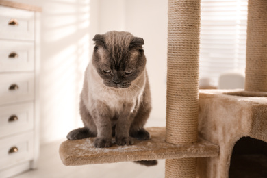 Photo of Cute Scottish fold on cat tree at home. Fluffy pet